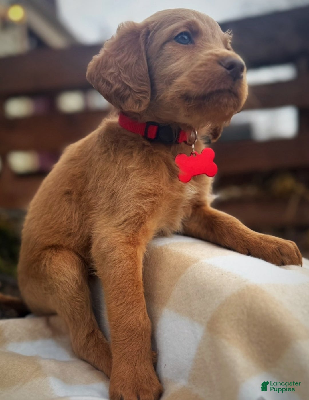 Labradoodle dogs for sale: Labradoodle Puppy 1 - Ad 13