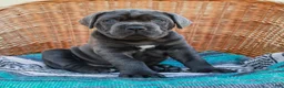 Cane Corso dogs for sale: Bubba (Champion Bloodline) - Ad 3