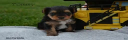 Yorkiepoo dogs for sale: Tommy - Ad 3