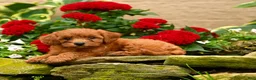 Miniature Poodle dogs for sale: Sashimi - Ad 4