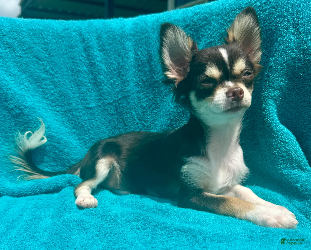 Chihuahua dogs for sale: Husky  - Ad 1