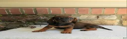 Miniature Dachshund dogs for sale: Tina - Ad 2