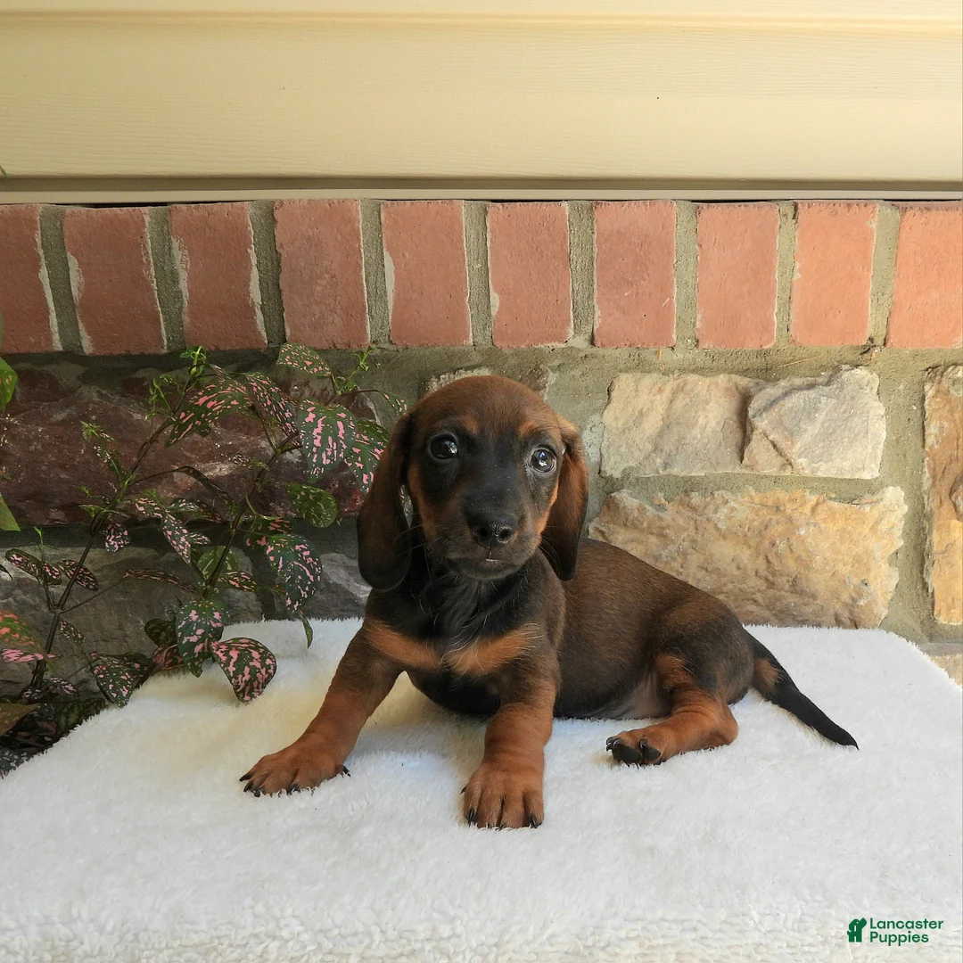 Miniature Dachshund dogs for sale: Tina - Ad 2
