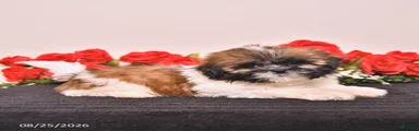 Kiki
