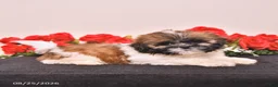 Shih Tzu dogs for sale: Kiki - Ad 1