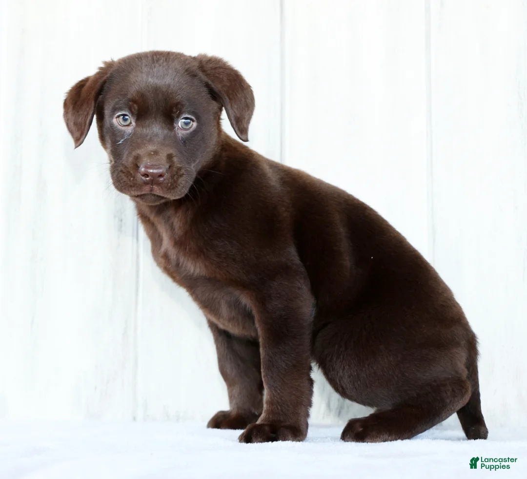 Labrador Retriever dogs for sale: Indie - Ad 4