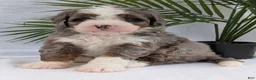 Mini Bernedoodle dogs for sale: Mini Darcy  - Ad 4