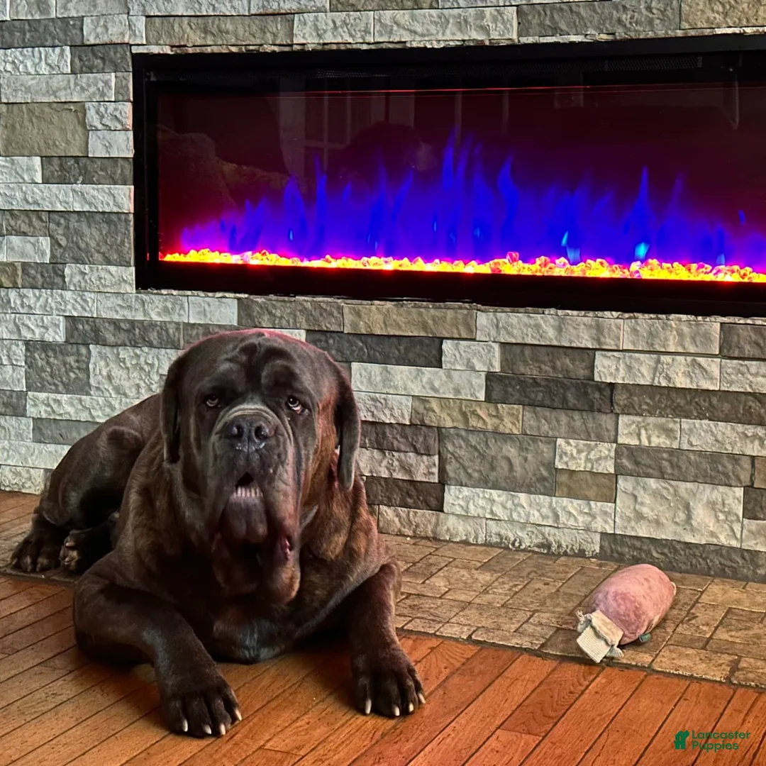 Gallery Image {{count}}