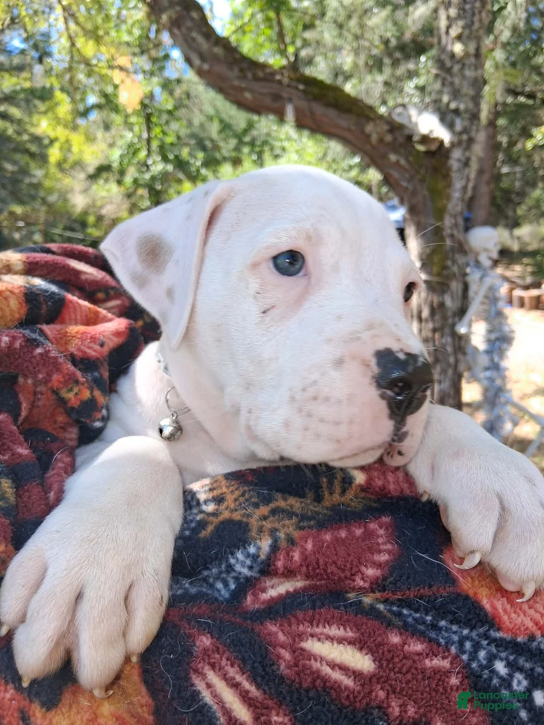 American Bulldog dogs for sale: Ganondorf  - Ad 2