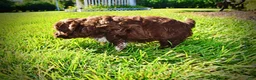 Havapoo dogs for sale: Chewy - Ad 9