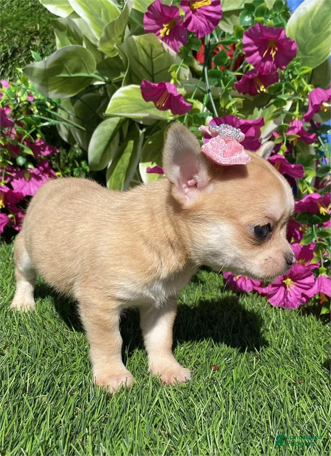 Chihuahua dogs for sale: Chihuahua Puppy 1 - Ad 2