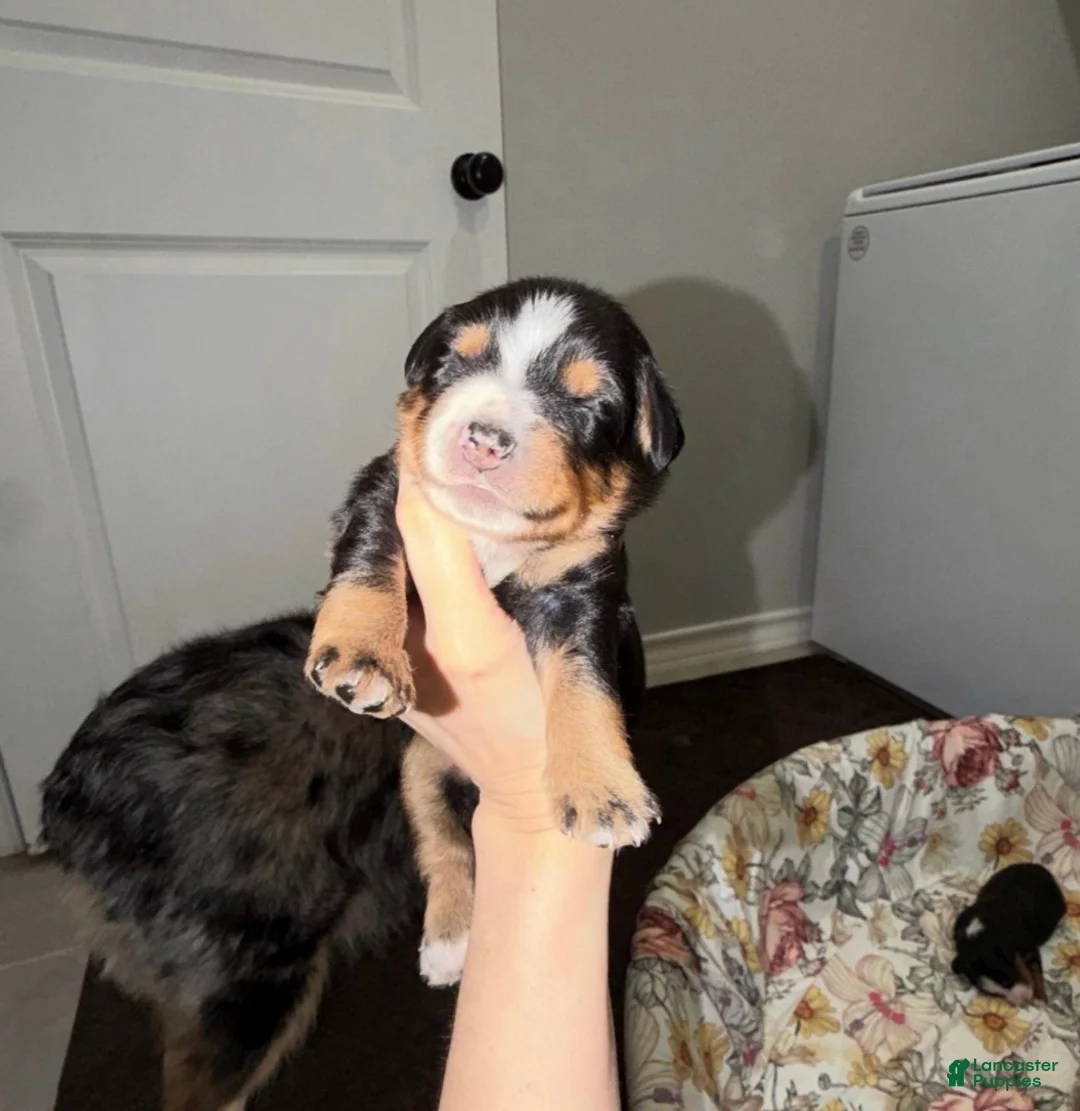 Miniature Australian Shepherd dogs for sale: Levi - Ad 1