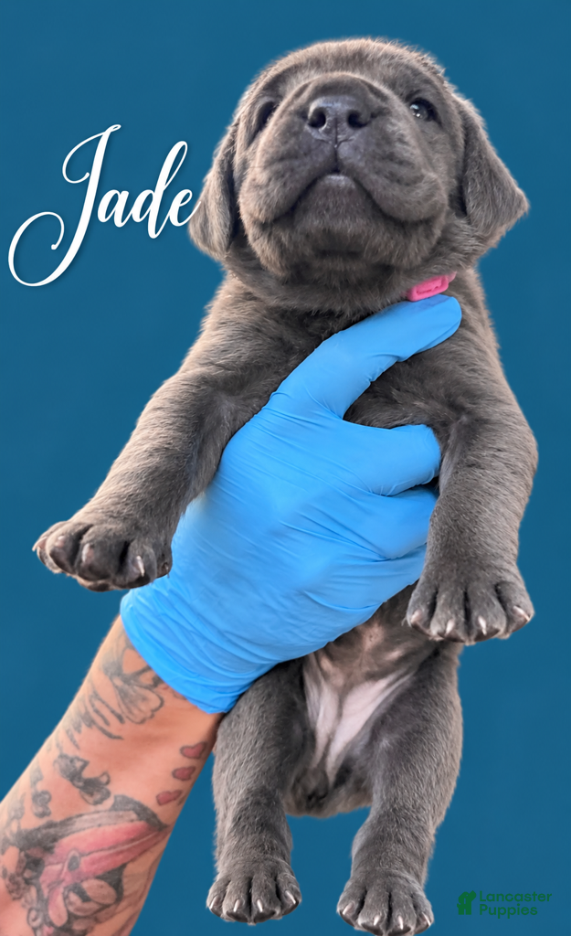 Cane Corso dogs Jade - Ad 2