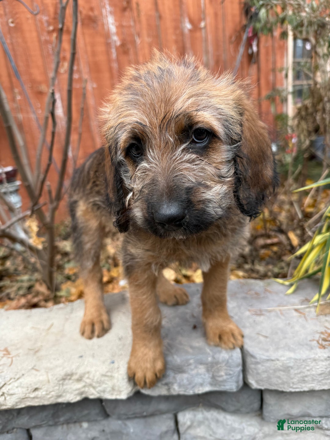 Mixed Breed dogs for sale: Opal - Ad 5