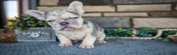 French Bulldog dogs for sale: Rosalie - Ad 3