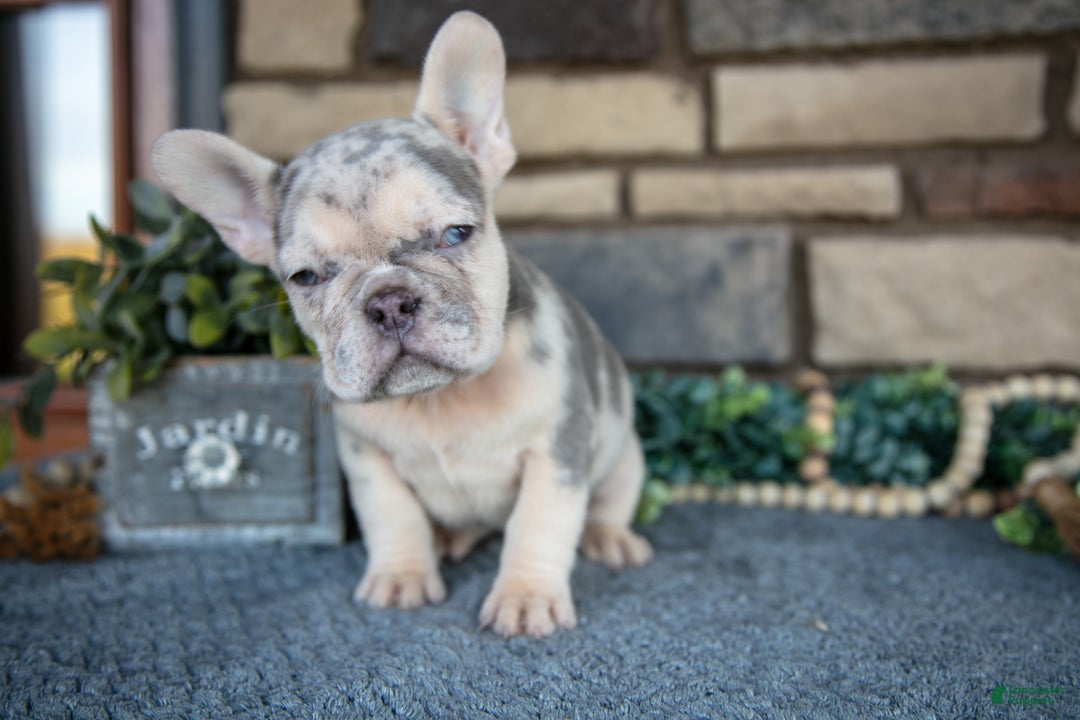 French Bulldog dogs for sale: Rosalie - Ad 3
