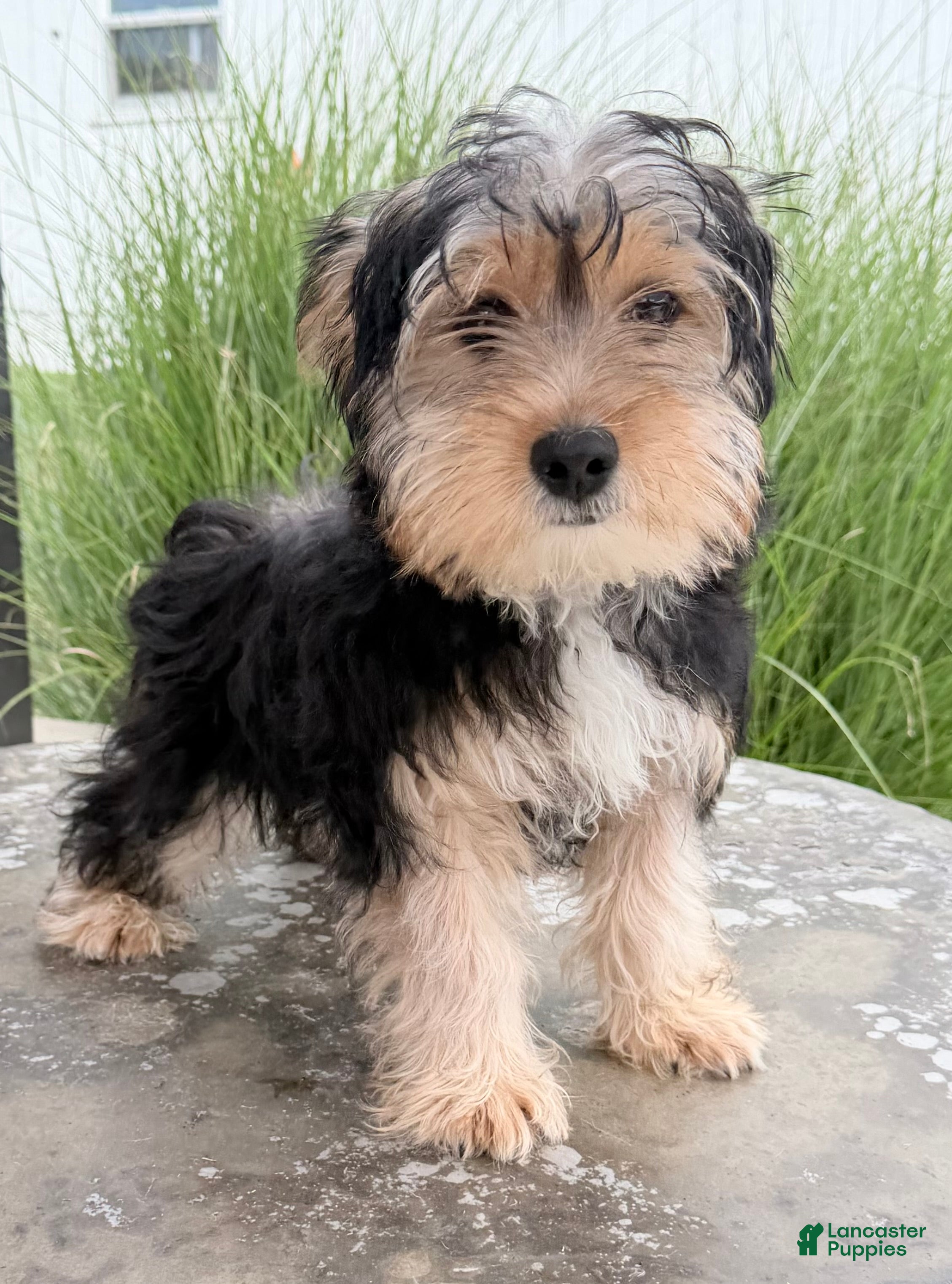Yorkshire Terrier dogs Jasper - Ad 2