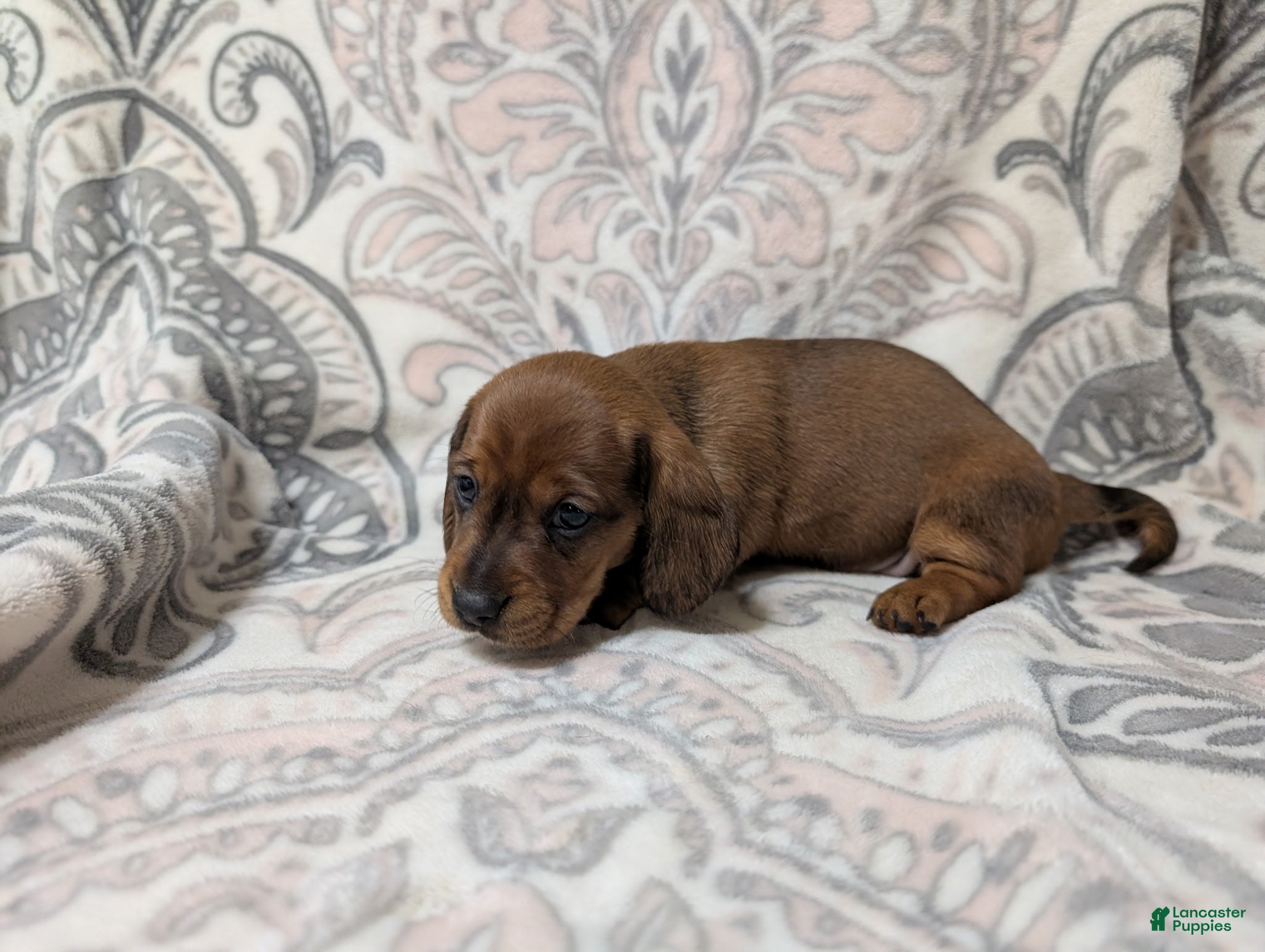 Miniature Dachshund dogs for sale: Girl 4699 - Ad 1