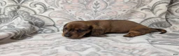Miniature Dachshund dogs for sale: Girl 4699 - Ad 1