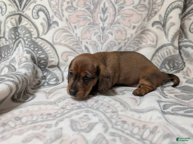 Miniature Dachshund dogs for sale: Girl 4699 - Ad 1