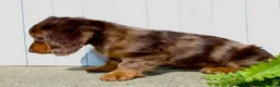 Miniature Dachshund dogs for sale: Piper - Ad 5