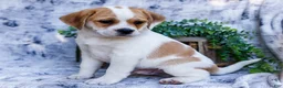 Puggle dogs for sale: Billy - Ad 22