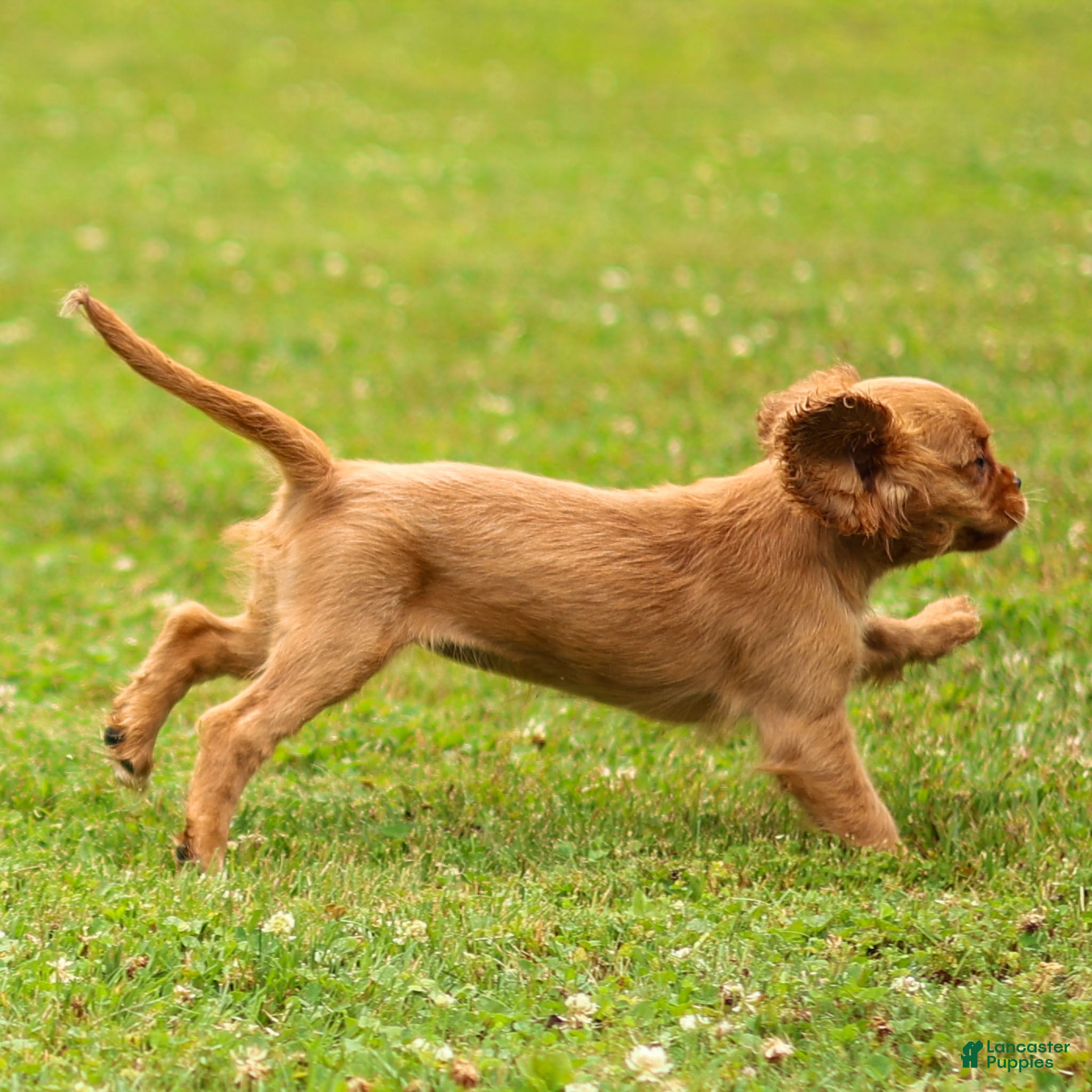 Cavalier King Charles Spaniel dogs Violet Cavalier King Charles Spaniel  - Ad 2