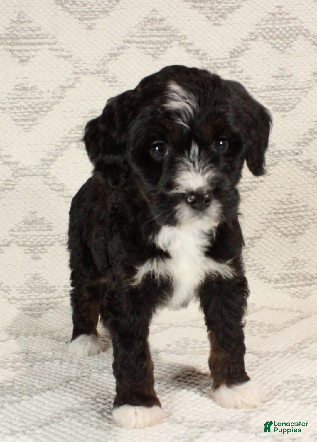 Bernedoodle dogs for sale: Luna - Ad 4