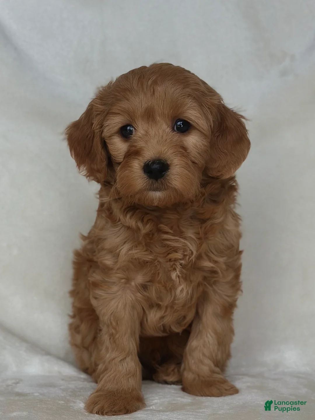 Mixed Breed dogs for sale: Dr Doofenshmirtz - Ad 2