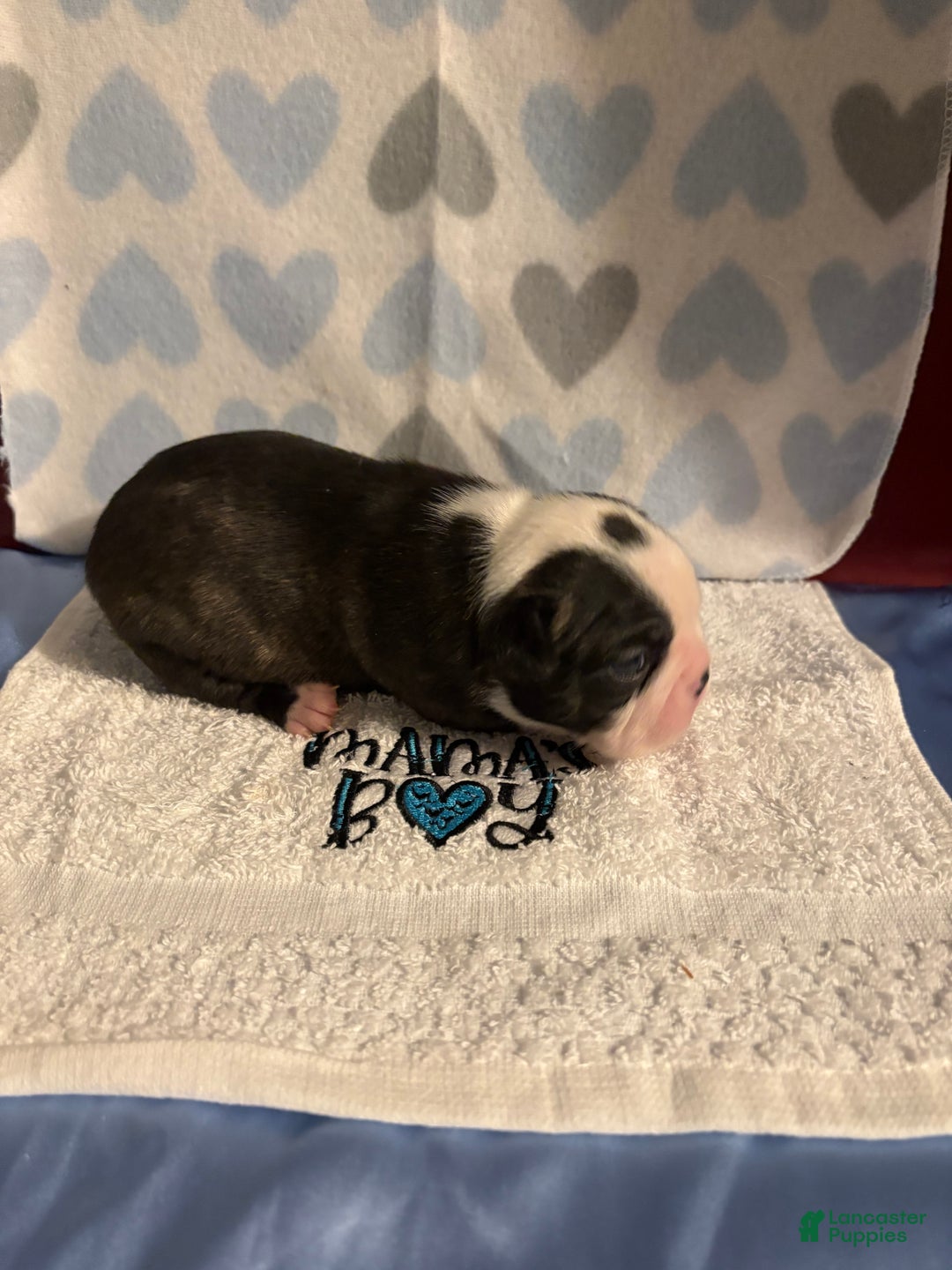 Boston Terrier dogs for sale: Boston Terrier Puppy 3 Lance  - Ad 4