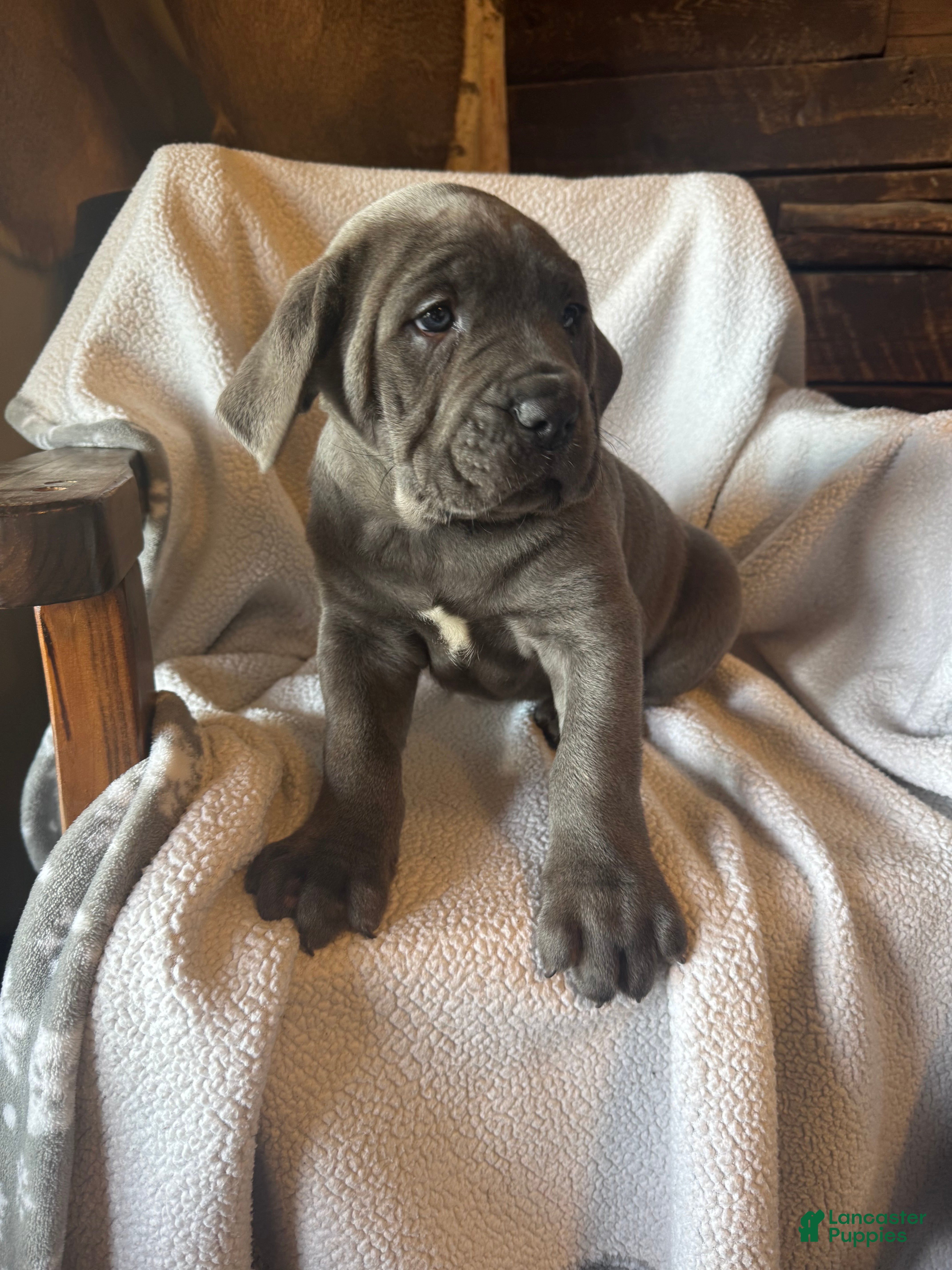 Cane Corso dogs Hercules - Ad 13