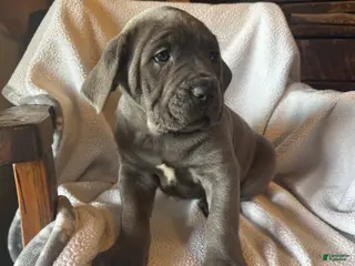 Cane Corso dogs Hercules - Ad 41