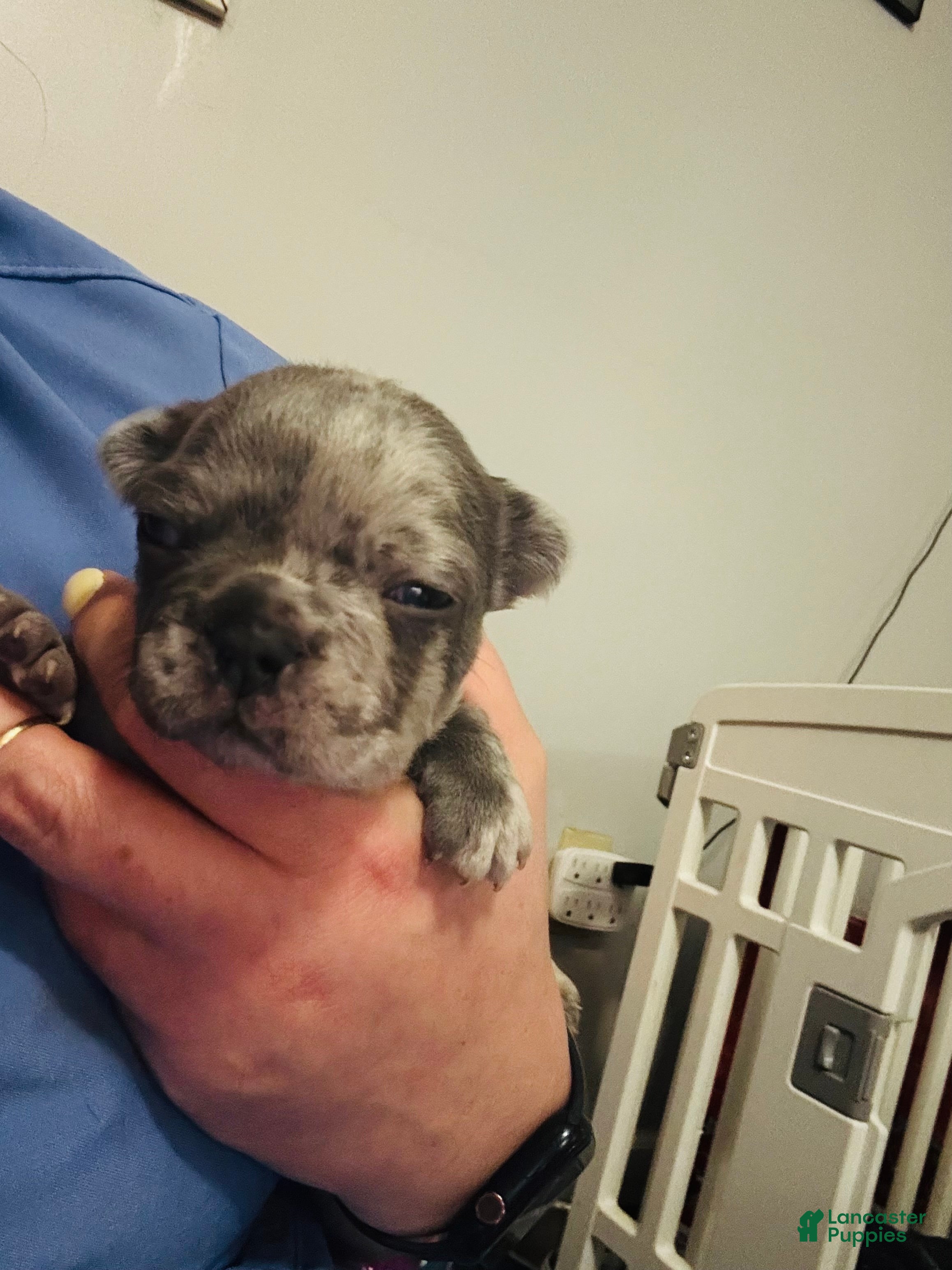 Mixed Breed dogs Ash - Ad 8