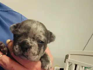 Mixed Breed dogs Ash - Ad 8