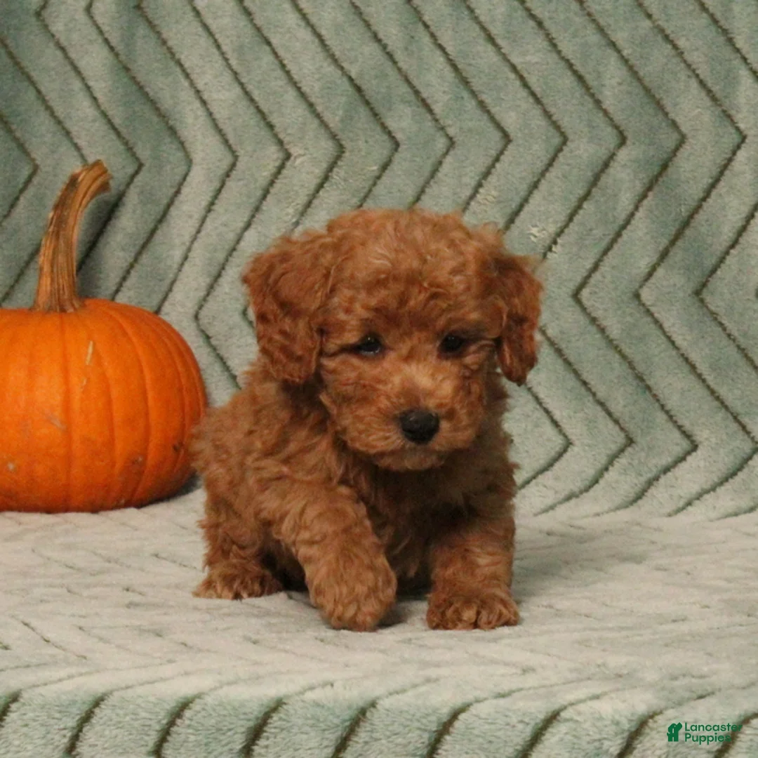 Miniature Poodle dogs for sale: Gulliver - Ad 2
