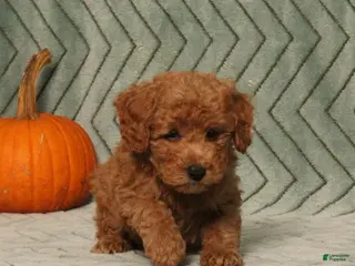 Miniature Poodle dogs Gulliver - Ad 2