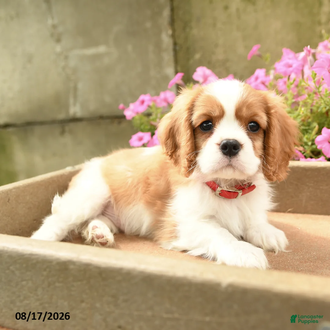 Cavalier King Charles Spaniel dogs for sale: Avery - Ad 1