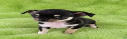 Chihuahua dogs for sale: AKC Peter - Ad 5
