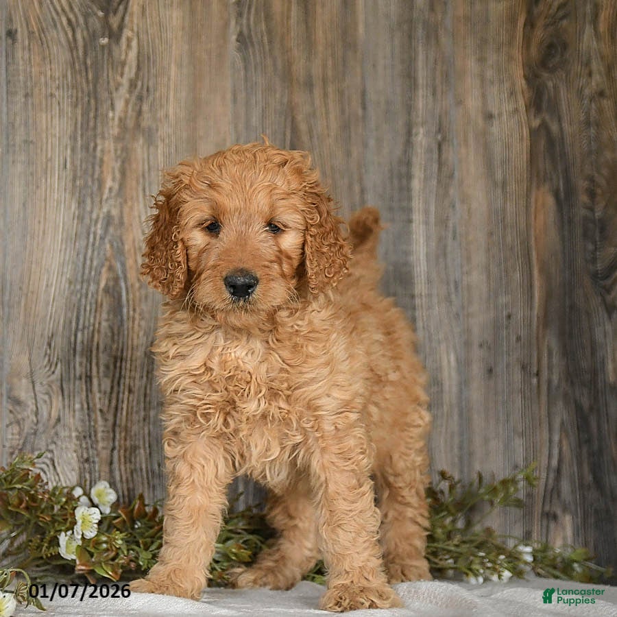Goldendoodle dogs Ember - Ad 2