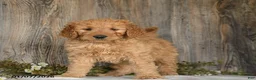 Goldendoodle dogs for sale: Ember - Ad 2