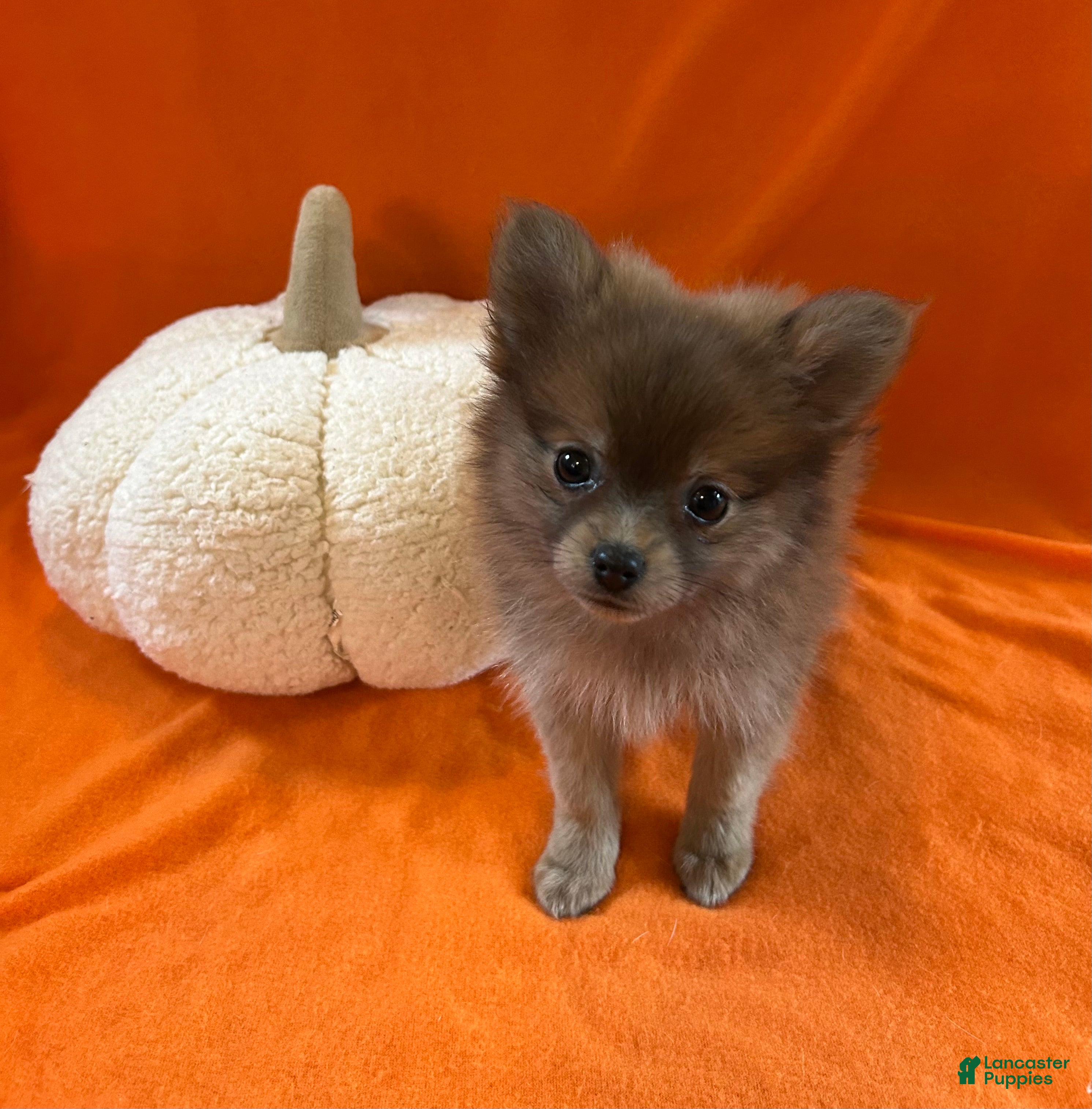 Pomeranian dogs JC - Ad 9