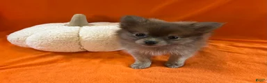 JC