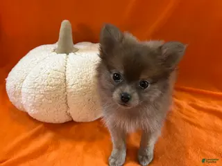 Pomeranian dogs JC - Ad 9