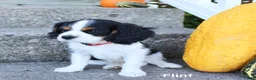 Cavalier King Charles Spaniel dogs for sale: Flint - Ad 3