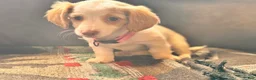 Dachshund dogs for sale: Mila - Ad 1