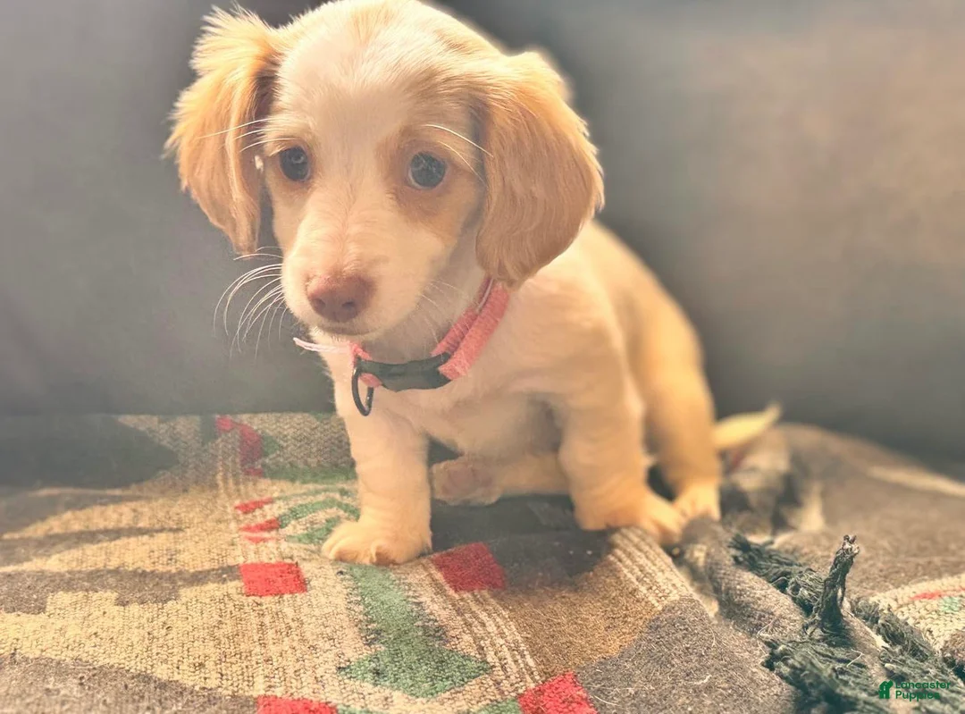 Dachshund dogs for sale: Mila - Ad 1