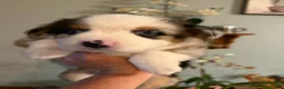 Miniature Australian Shepherd dogs for sale: Girl 3 - Ad 1
