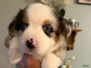 Miniature Australian Shepherd dogs Girl 3 - Ad 7