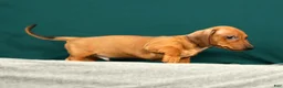 Miniature Dachshund dogs for sale: Paxton - Ad 2