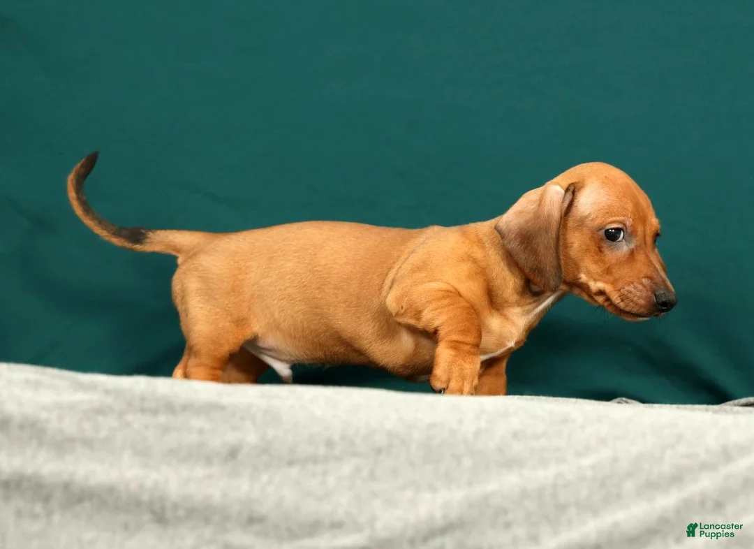 Miniature Dachshund dogs for sale: Paxton - Ad 2